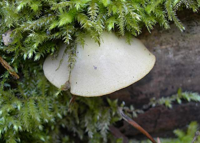 Crepidotus da determinare